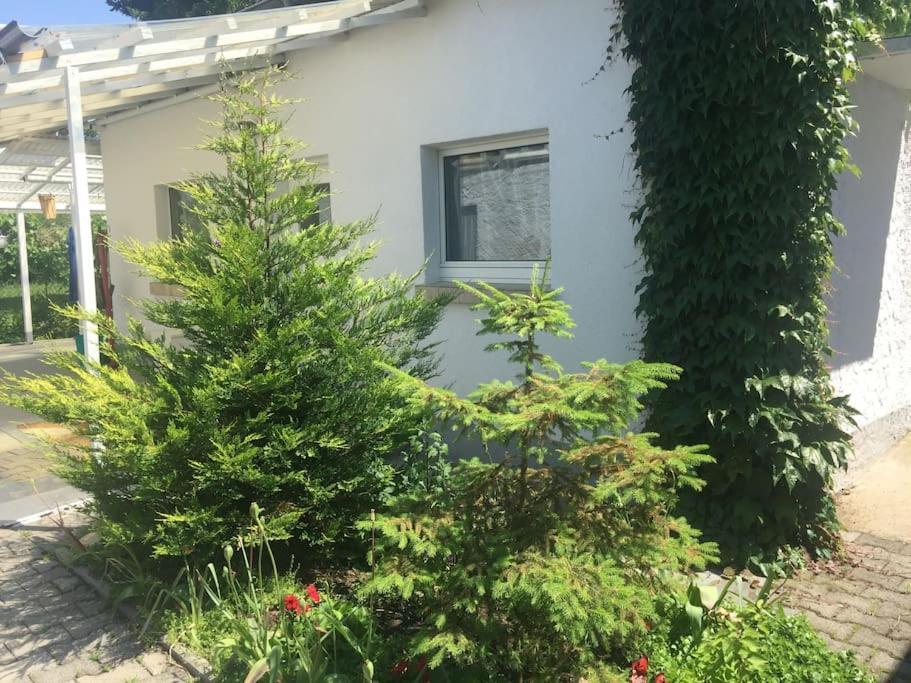 Kleines Haeuschen Am Garten In Дармштадт Экстерьер фото